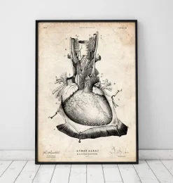 Art d'anatomie cardiaque III-Codex Anatomicus Online