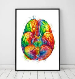 Art d'anatomie cérébrale III - Aquarelle-Codex Anatomicus Best