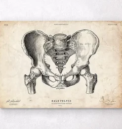 Art d'anatomie du bassin masculin-Codex Anatomicus New