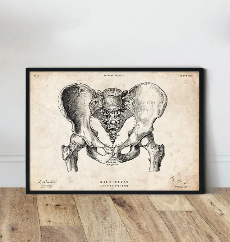 Art d'anatomie du bassin masculin-Codex Anatomicus New