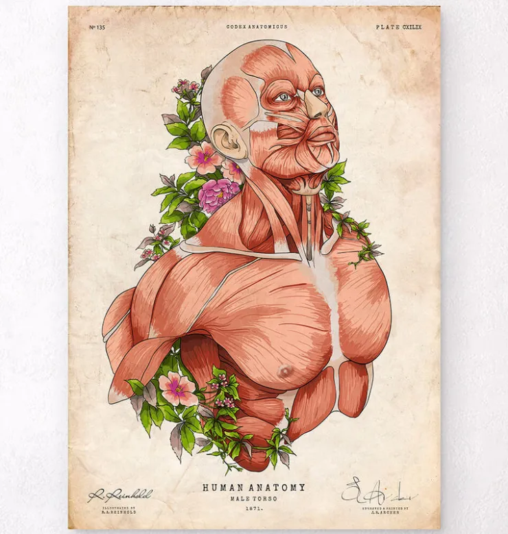 Art d'anatomie du corps masculin-Codex Anatomicus Hot
