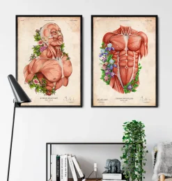 Art d'anatomie du corps masculin-Codex Anatomicus Hot