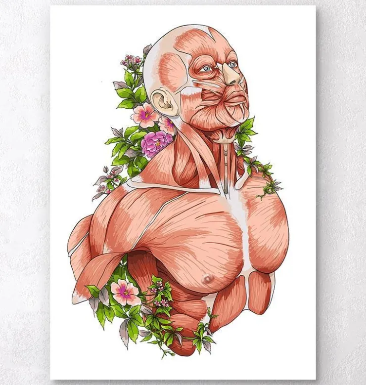 Art d'anatomie du corps masculin - Blanc-Codex Anatomicus Online
