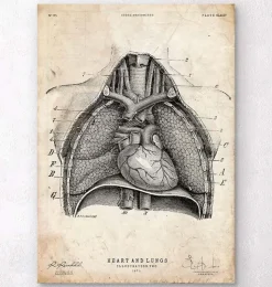 Art d'anatomie du cœur et des poumons II-Codex Anatomicus