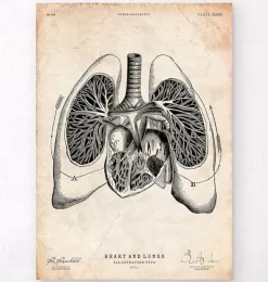 Art d'anatomie du cœur et des poumons V-Codex Anatomicus New