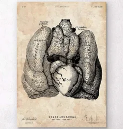 Art d'anatomie du cœur et des poumons IV-Codex Anatomicus Discount