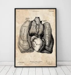 Art d'anatomie du cœur et des poumons IV-Codex Anatomicus Discount