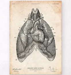 Art d'anatomie du cœur et des poumons III-Codex Anatomicus Sale