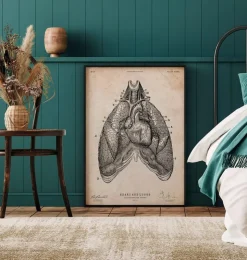 Art d'anatomie du cœur et des poumons III-Codex Anatomicus Sale