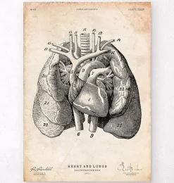 Art d'anatomie du cœur et des poumons I-Codex Anatomicus