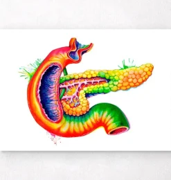 Art d'anatomie du pancréas - Aquarelle-Codex Anatomicus Clearance