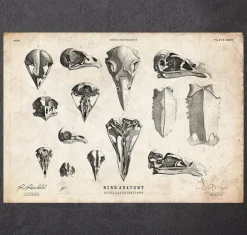 Art de crânes d'oiseaux-Codex Anatomicus Outlet