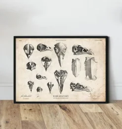 Art de crânes d'oiseaux-Codex Anatomicus Outlet