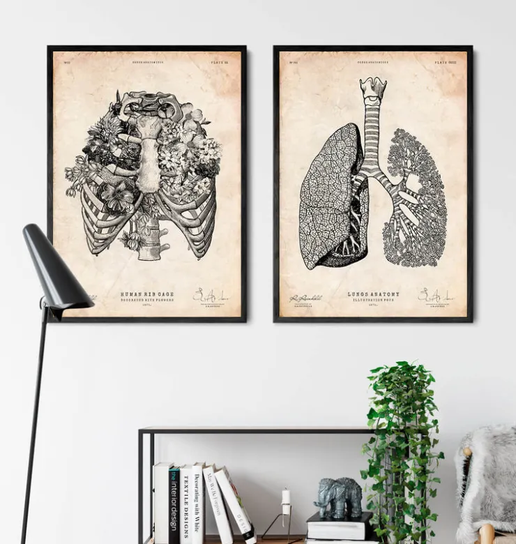 Art de la cage thoracique-Codex Anatomicus