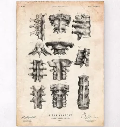 Art de l'anatomie de la colonne vertébrale-Codex Anatomicus Best