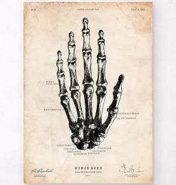 Art de l'anatomie de la main humaine-Codex Anatomicus Online