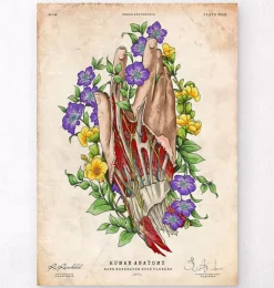 Art de l'anatomie de la main-Codex Anatomicus Discount