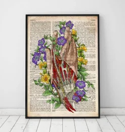 Art de l'anatomie de la main - Anciene dictionnaire-Codex Anatomicus