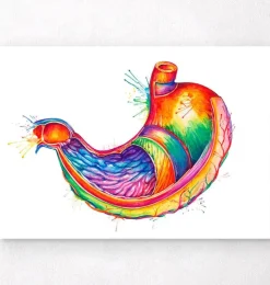 Art de l'anatomie de l'estomac - Aquarelle-Codex Anatomicus Hot