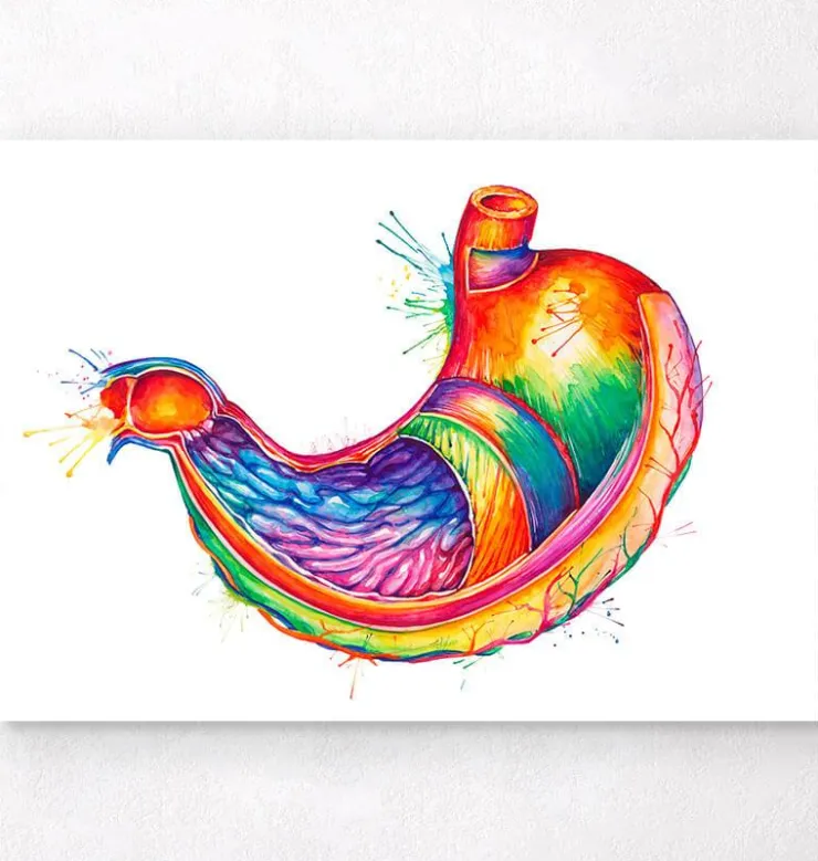 Art de l'anatomie de l'estomac - Aquarelle-Codex Anatomicus Hot