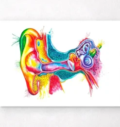 Art de l'anatomie de l'oreille - Aquarelle-Codex Anatomicus Hot