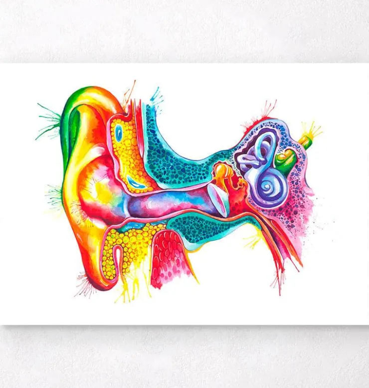 Art de l'anatomie de l'oreille - Aquarelle-Codex Anatomicus Hot