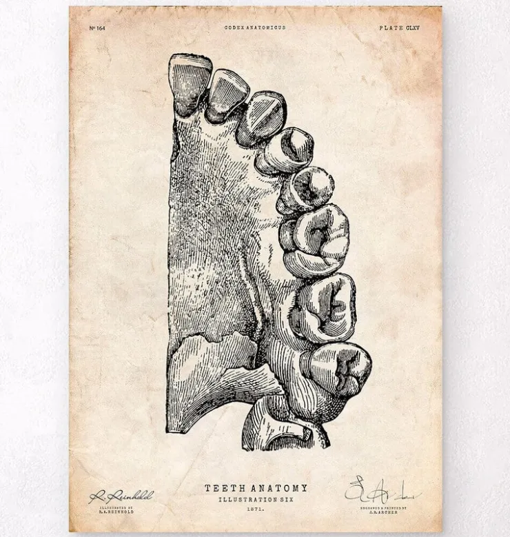 Art de l'anatomie dentaire-Codex Anatomicus