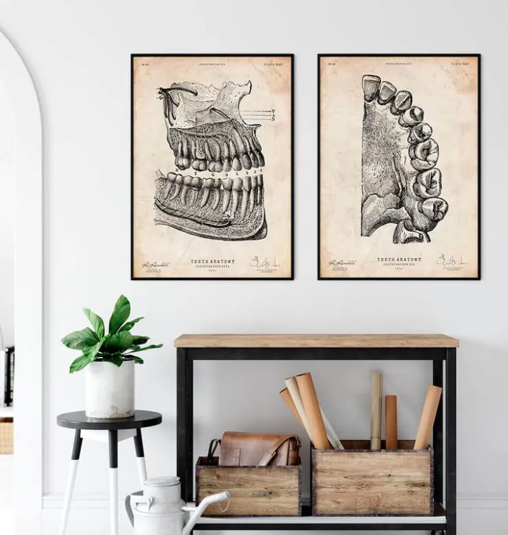Art de l'anatomie dentaire-Codex Anatomicus