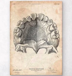 Art de l'anatomie des dents-Codex Anatomicus