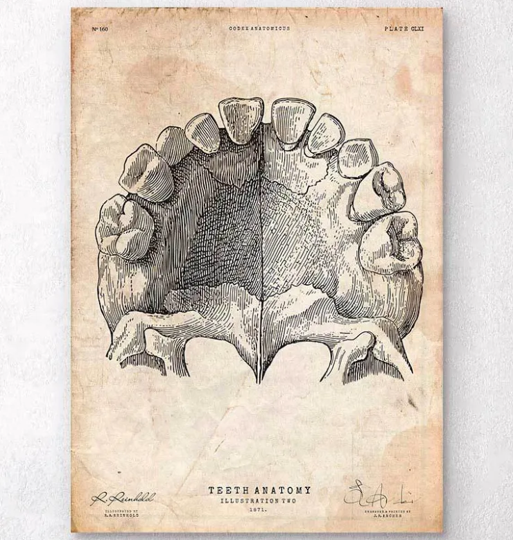 Art de l'anatomie des dents-Codex Anatomicus