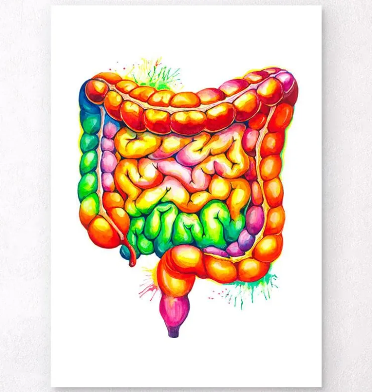 Art de l'anatomie des intestins - Aquarelle-Codex Anatomicus