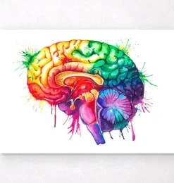Art de l'anatomie du cerveau - Aquarelle-Codex Anatomicus Discount