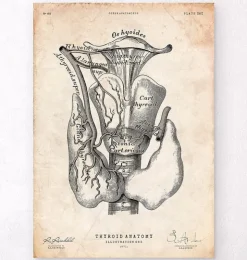 Art de l'anatomie thyroïdienne-Codex Anatomicus Sale