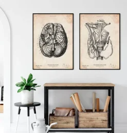 Art de l'anatomie thyroïdienne-Codex Anatomicus Sale