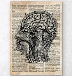 Art du cerveau I - Ancien dictionnaire-Codex Anatomicus Online