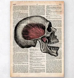 Art du crâne - Page du dictionnaire-Codex Anatomicus New