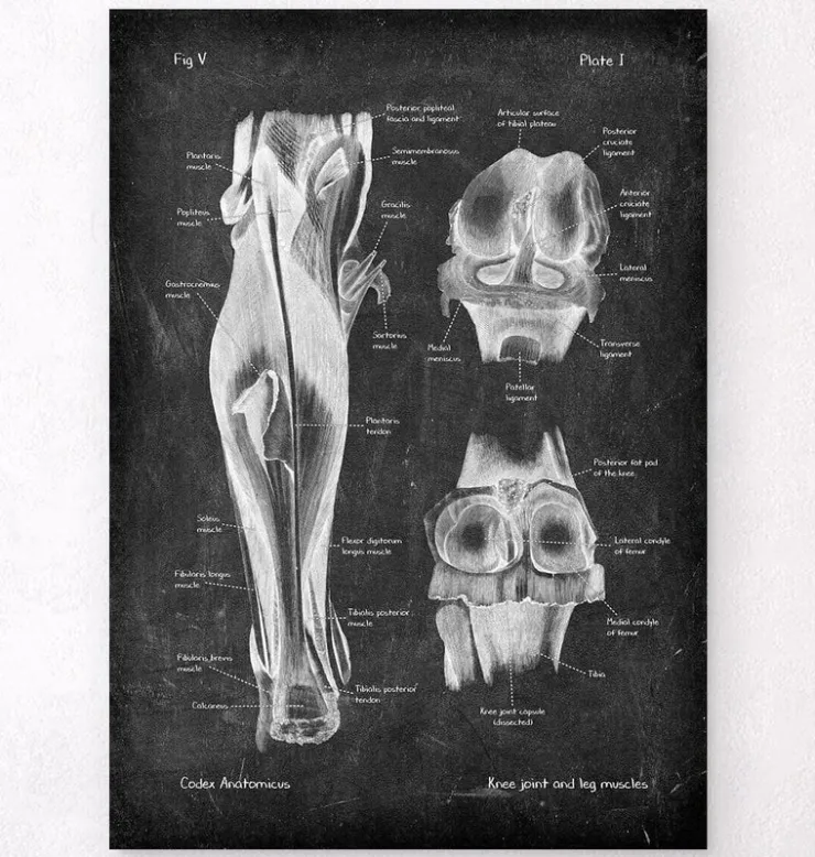 Articulation du genou et muscles des jambes - Chalkboard-Codex Anatomicus Outlet