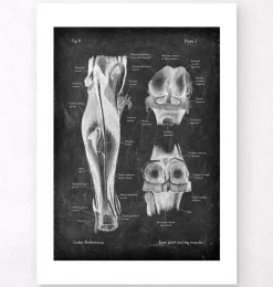 Articulation du genou et muscles des jambes - Chalkboard-Codex Anatomicus Outlet
