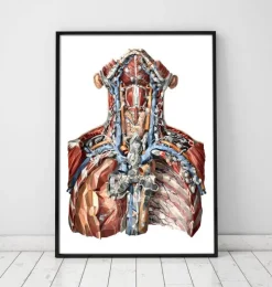 Artères du cou et système lymphatique-Codex Anatomicus Best