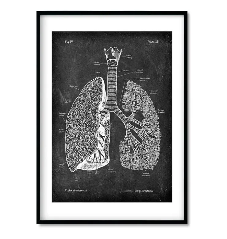 Bestsellers - Chalkboard - Lot de 3-Codex Anatomicus New