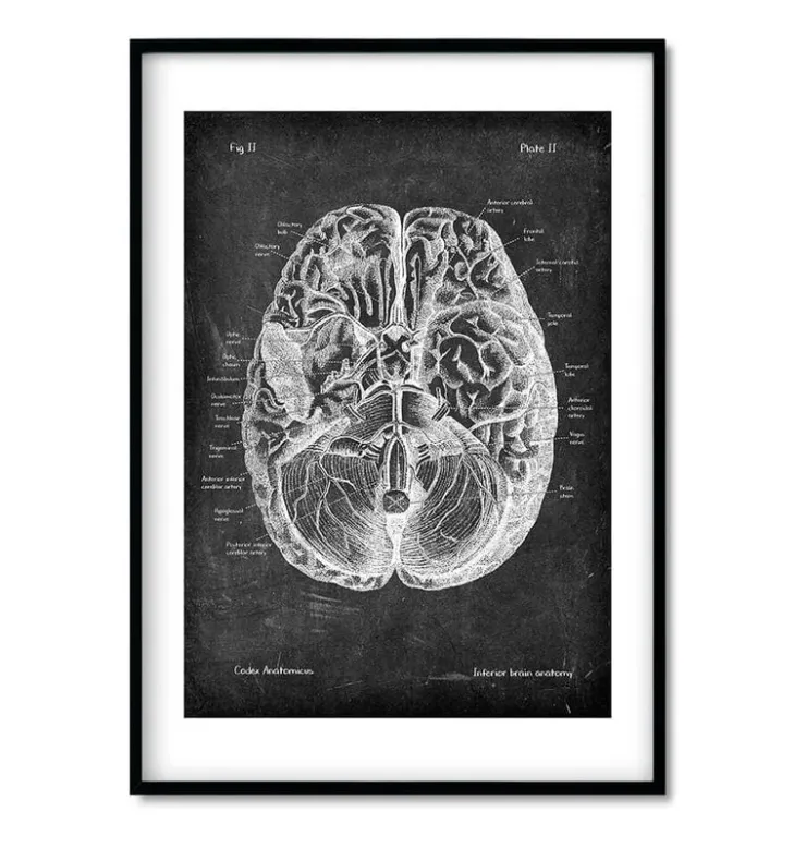 Bestsellers - Chalkboard - Lot de 3-Codex Anatomicus New