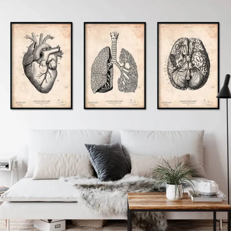 Bestsellers - Vintage - Lot de 3-Codex Anatomicus Online