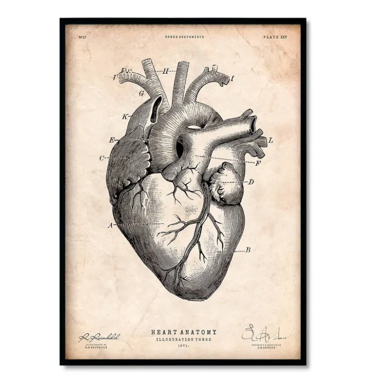 Bestsellers - Vintage - Lot de 3-Codex Anatomicus Online