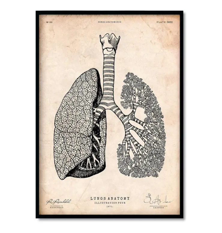 Bestsellers - Vintage - Lot de 3-Codex Anatomicus Online