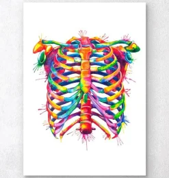 Cage thoracique - Aquarelle-Codex Anatomicus Hot