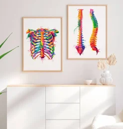 Cage thoracique - Aquarelle-Codex Anatomicus Hot