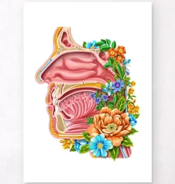 Cavité nasale - Floral - Blanc-Codex Anatomicus Best