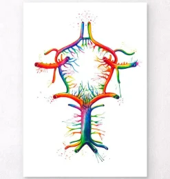 Cercle de Willis - Aquarelle-Codex Anatomicus