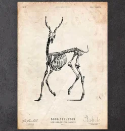 Cerf squelette II-Codex Anatomicus Online