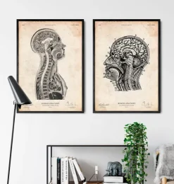 Cerveau et moelle épinière-Codex Anatomicus Online